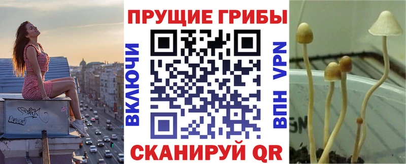 Купить закладки  Салаир  Псилоцибиновые грибы Psilocybine cubensis 